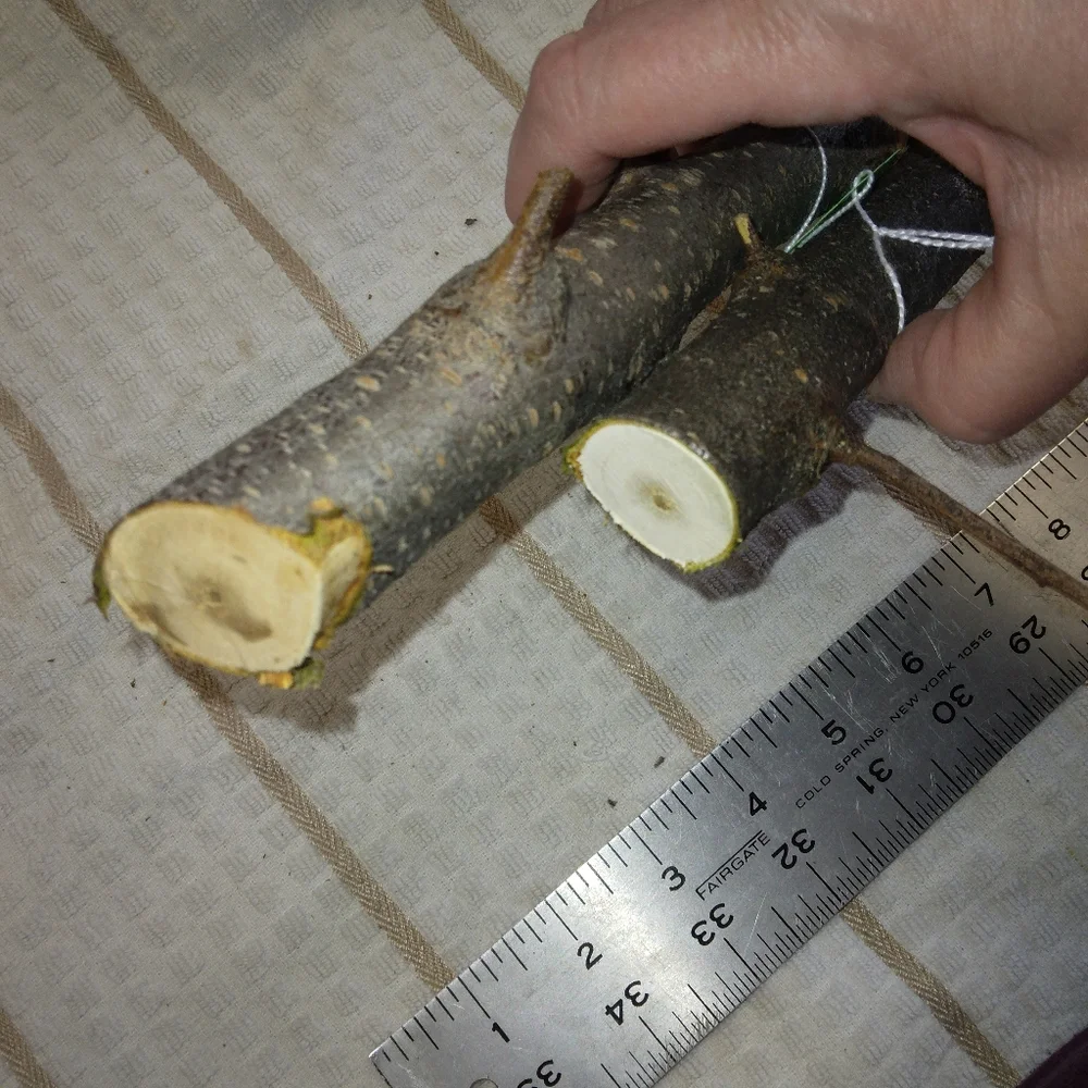 Peach Tree Branches for Crafting Isopods Reptiles  Terarrium  Jararrium Vivarium